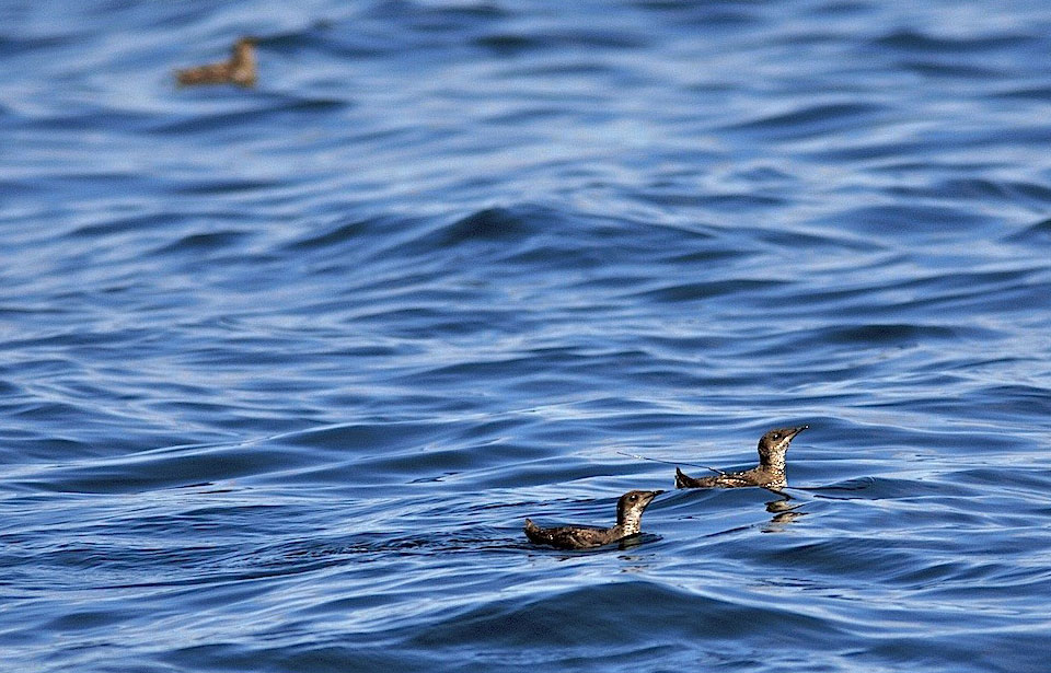 Le Guillemot marbré