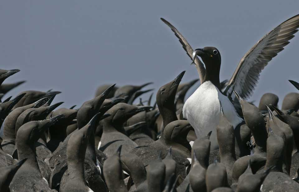 Le Guillemot marmette