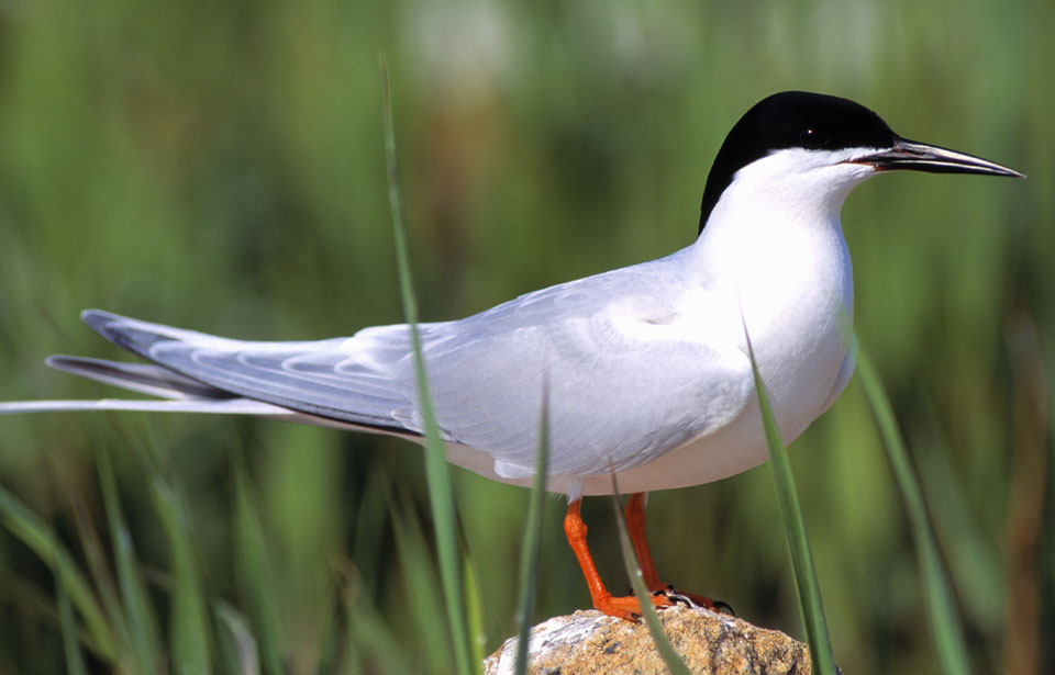 Roseate Tern