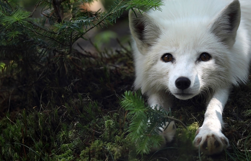 Hinterland Who's Who - Arctic Fox