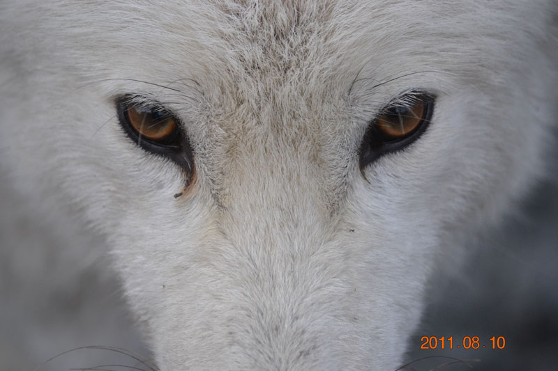 Did Arctic fox evolve from Himalayas? – Eye on the Arctic