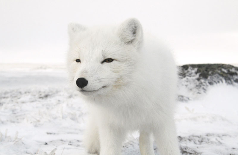 Le renard polaire ou renard bleu à la fourrure blanche en hiver