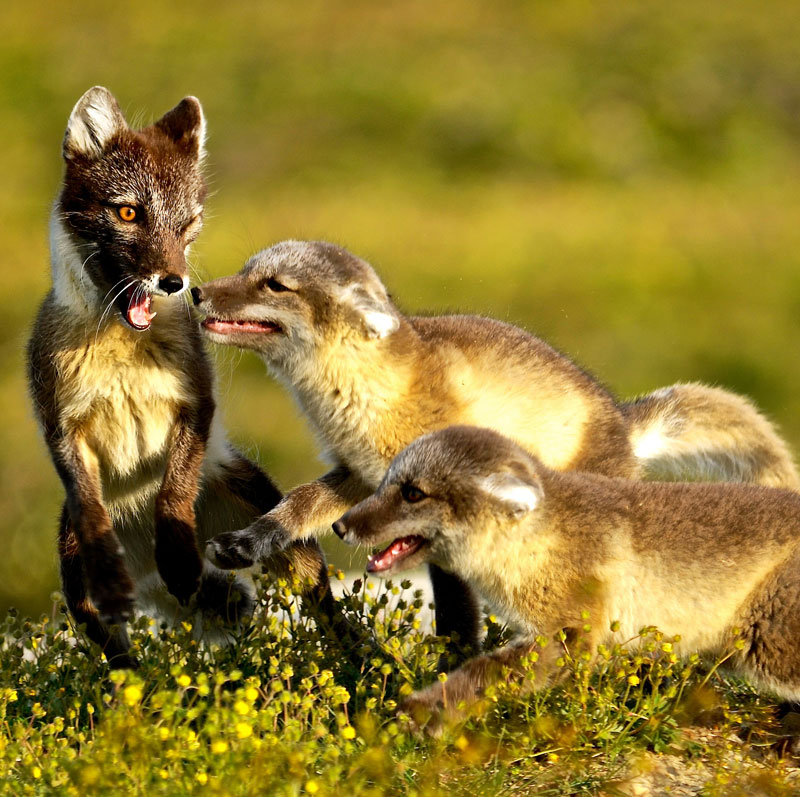 Casquette de renard  Renard arctique adaptatif