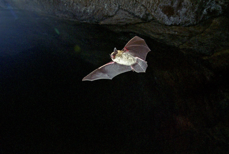 Eastern Small-footed Bat