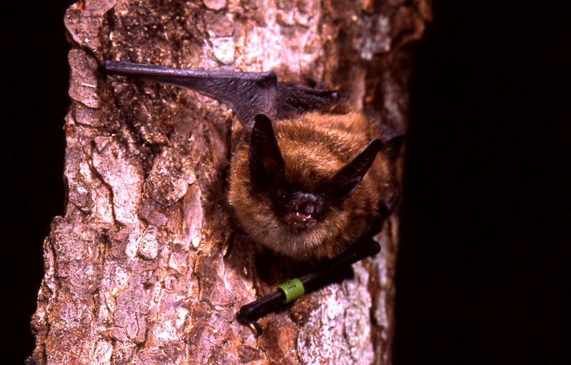 Keen's Long-eared Bat