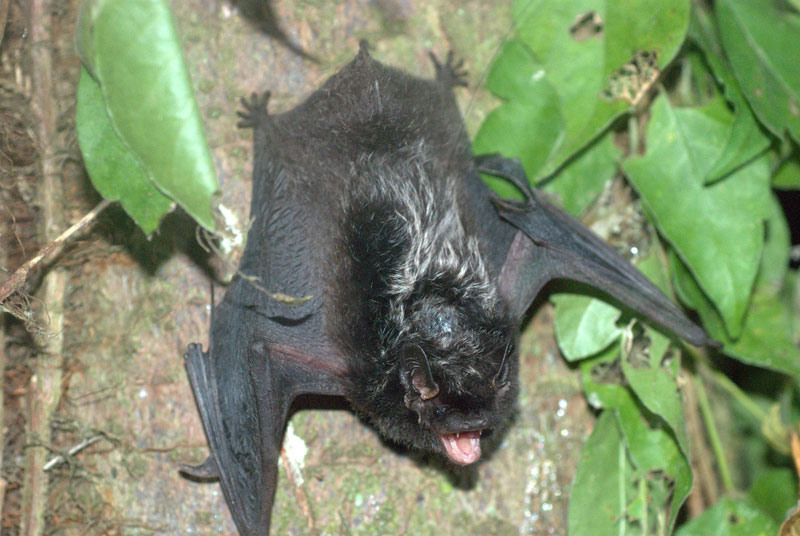 Chauve-souris cendrée  Gouvernement du Québec