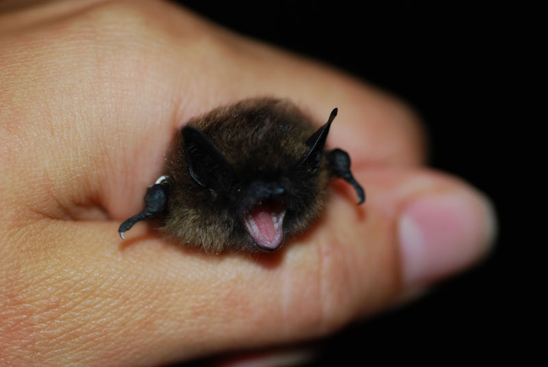 Western Small-footed Bat