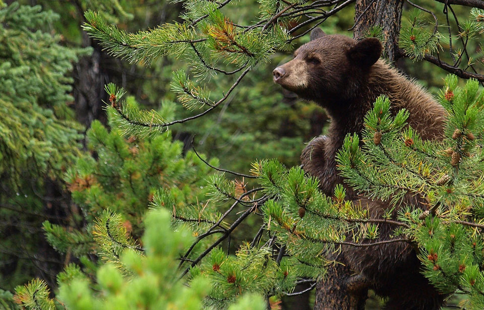 Ours noir