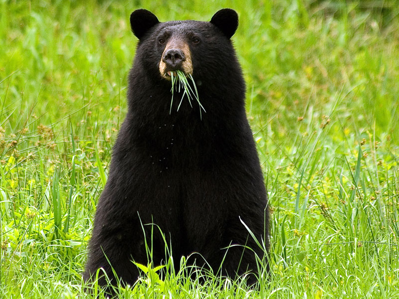 Ours noir : taille, description, biotope, habitat, reproduction