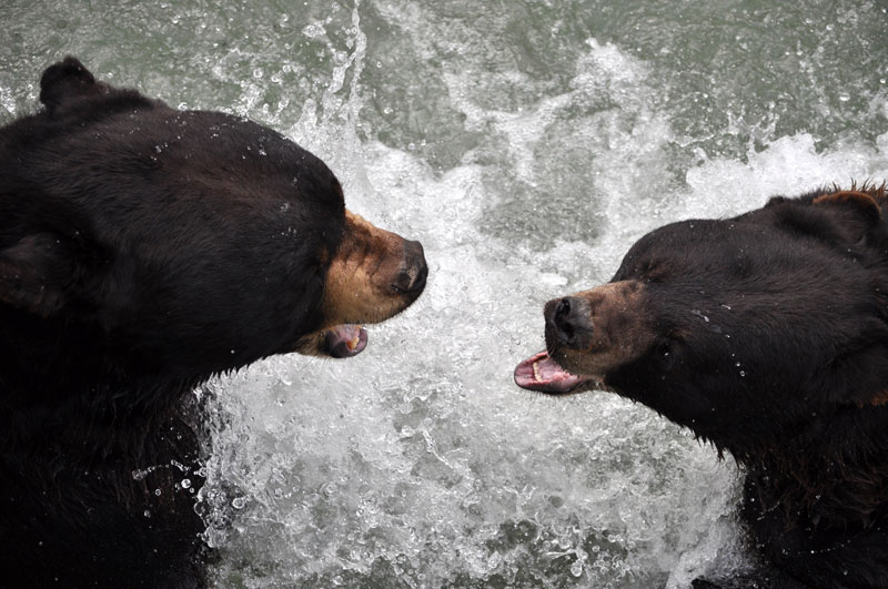 Black bears in the city are bigger and have cubs sooner - Futurity