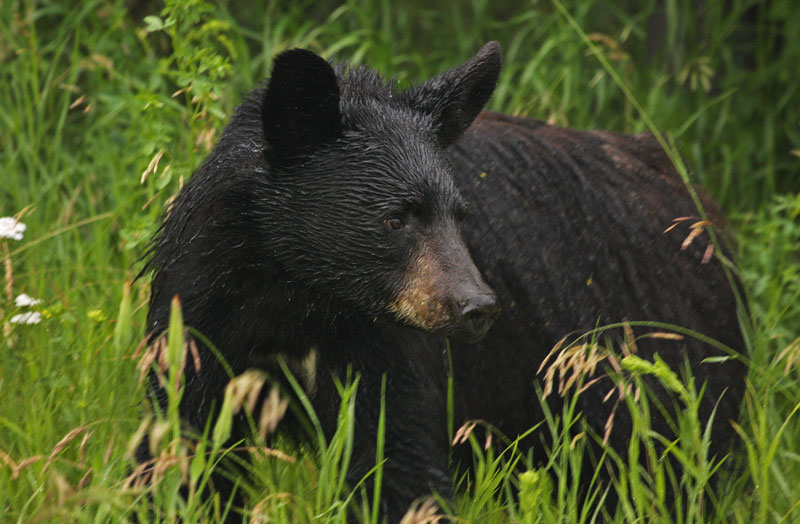 https://www.hww.ca/kaboom/images/Mammals/Black-Bear/Black-Bear-Kay-Lynne-Purtill.jpg