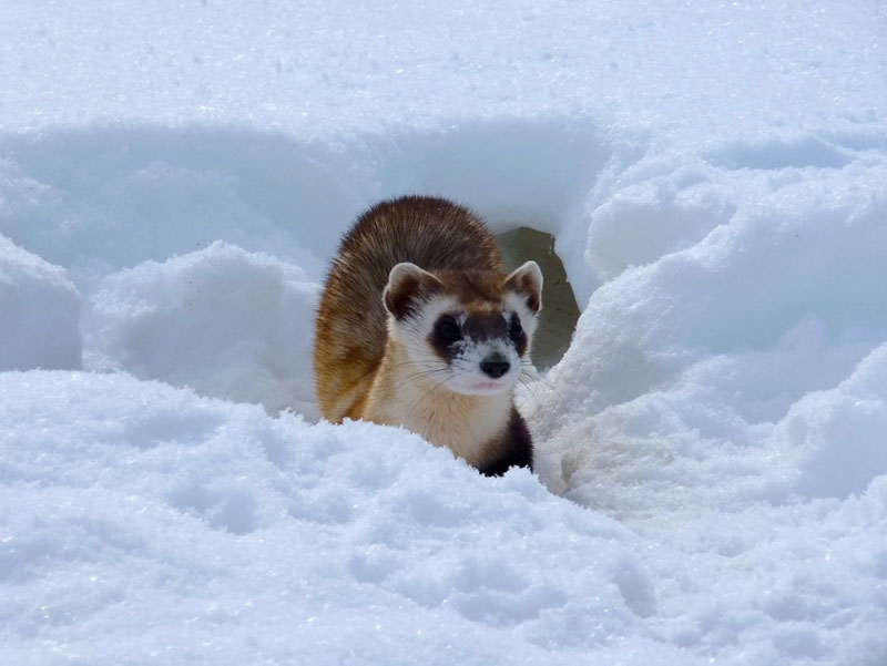 real canadian ferrets