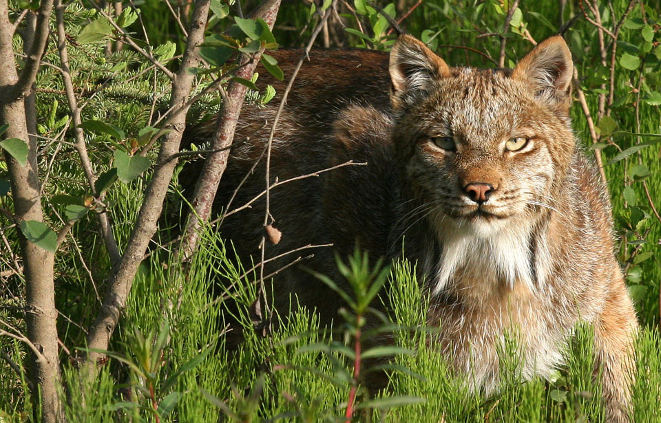 Canada Lynx  Great Cats World Park