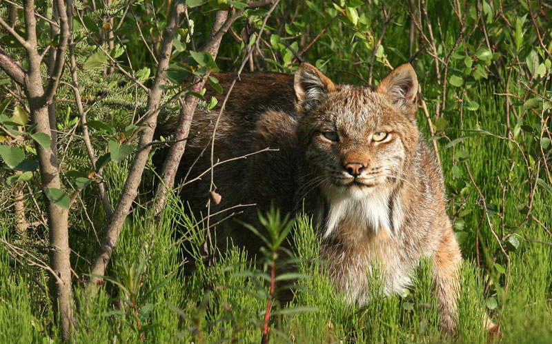 Faune et flore du pays - Le lynx du Canada