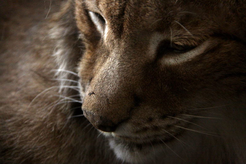 Canada Lynx