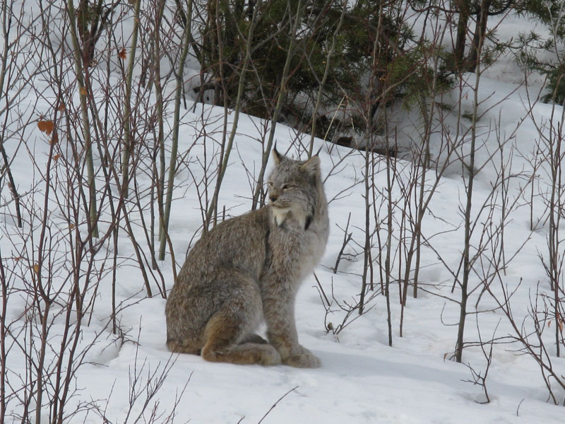 Lynx du Canada  Gouvernement du Québec