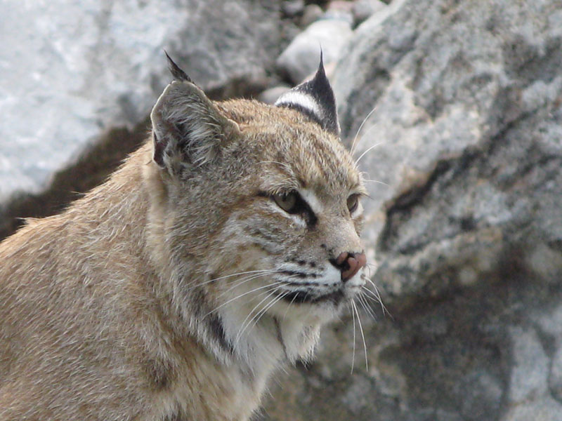 Lynx du Canada  Gouvernement du Québec