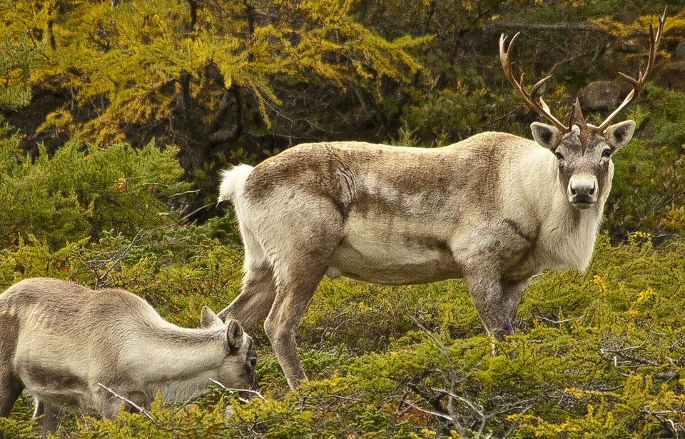 Hinterland Who's Who - Caribou Hinterland Who's Who - Caribou