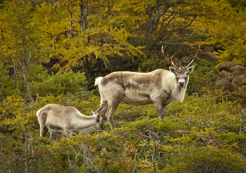 Quarto Classic - Le Petit Caribou