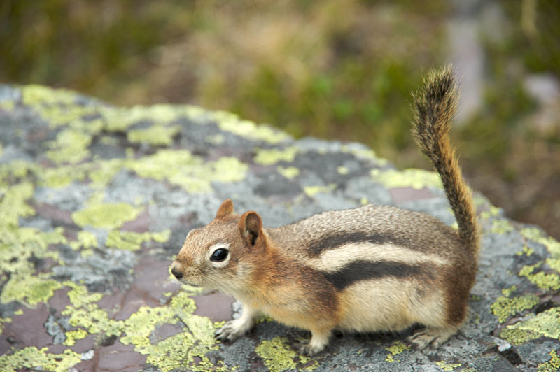 Tips About How To Kill Chipmunks