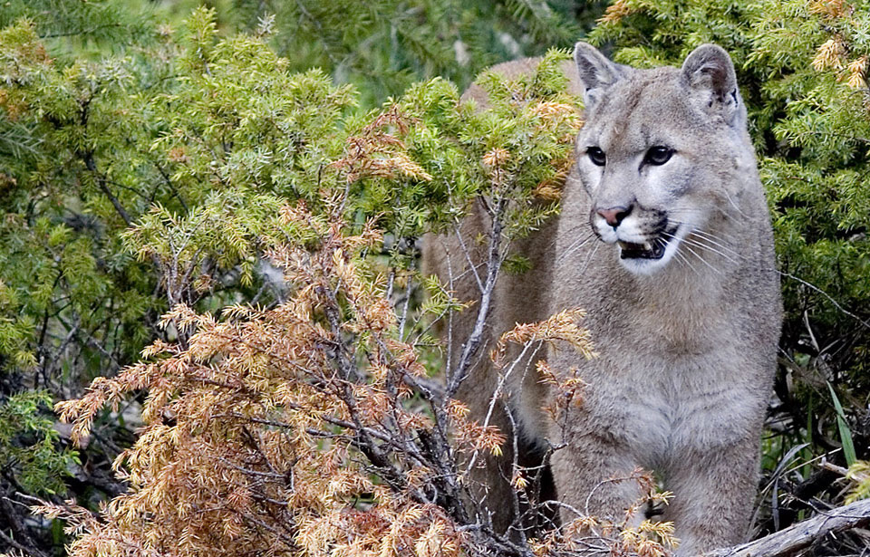 puma animal canada