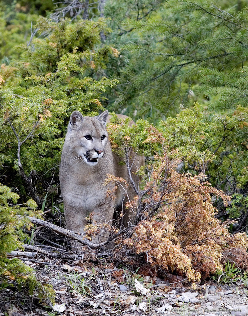 puma canada francais