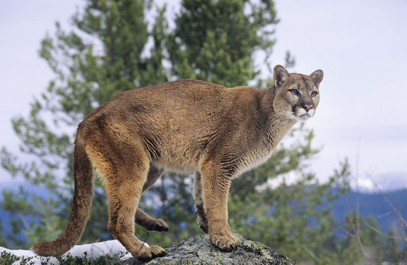 eastern puma habitat