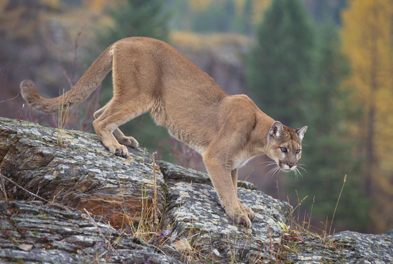 cougar species name