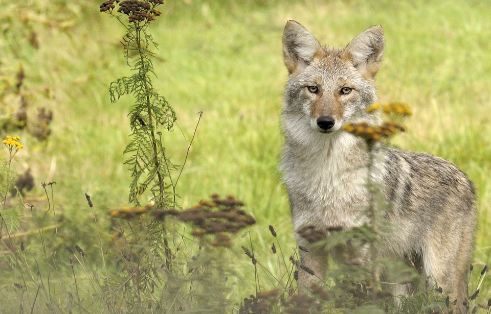 Le Blog Coyote (FR)Quels objets connectés choisir pour sa voiture ? - Le  Blog Coyote (FR)