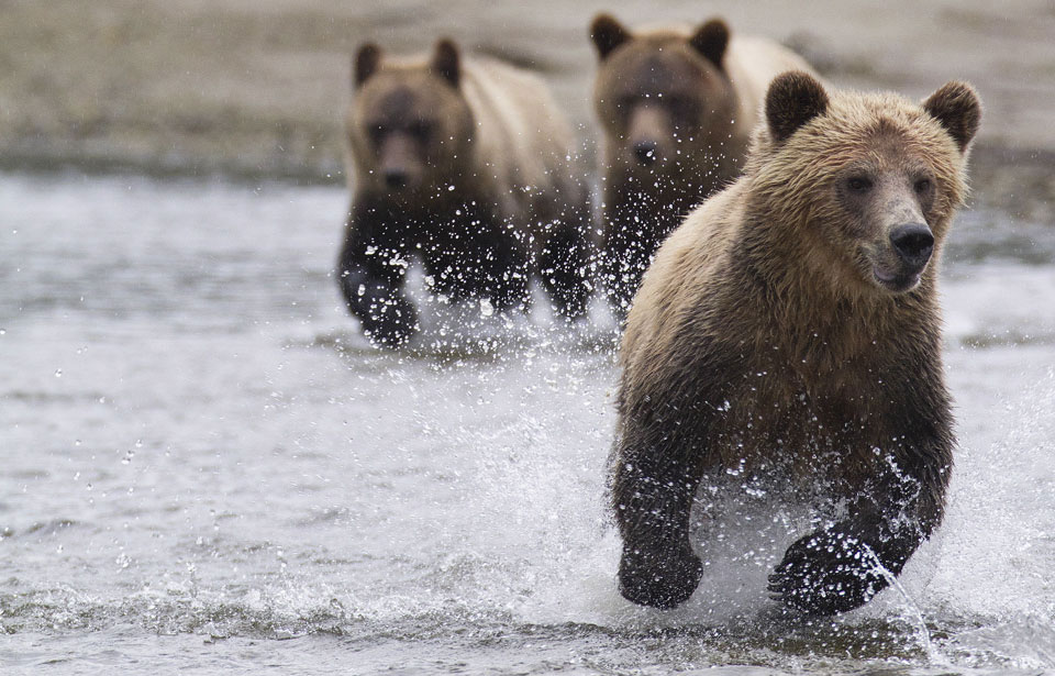 Facts about Grizzly Bear  Grizzly Bear Protection Yukon