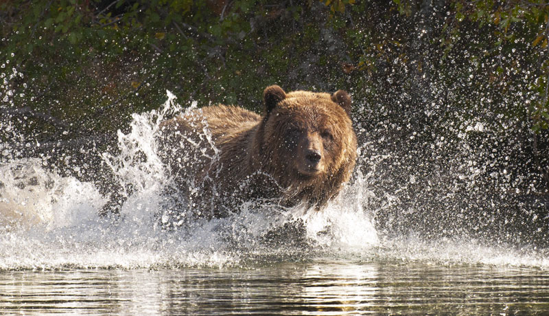 Le grizzli (ou grizzly)