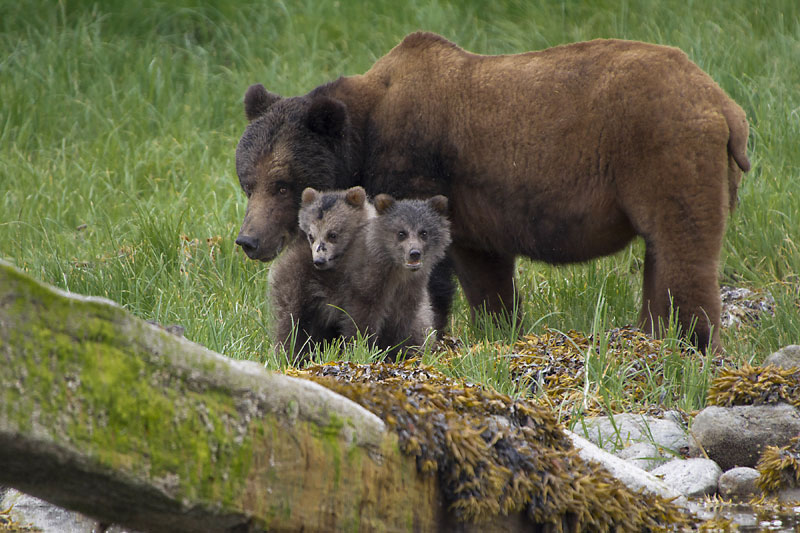 https://www.hww.ca/kaboom/images/Mammals/Grizzly/Grizzly-Laurence-Subra-Bieusses.jpg