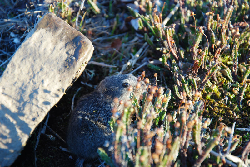 Lemmings and Chickens. Lemmings Small rodents usually found in the