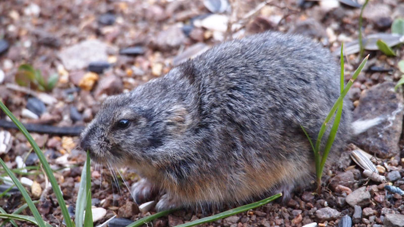 Pronunciation of Lemming  Definition of Lemming 