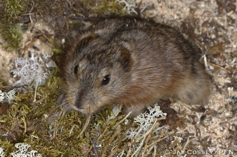 Left . As most lemmings, the brown lemming has cryptic brown and