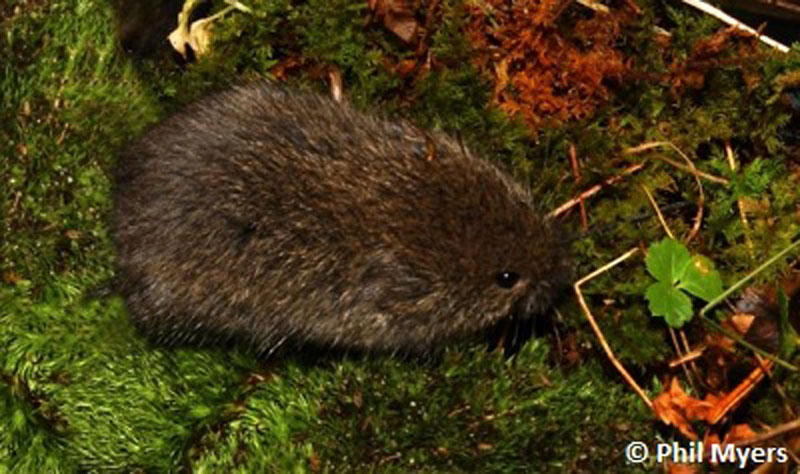 Creature feature: Rare lemmings in Northwoods bogs