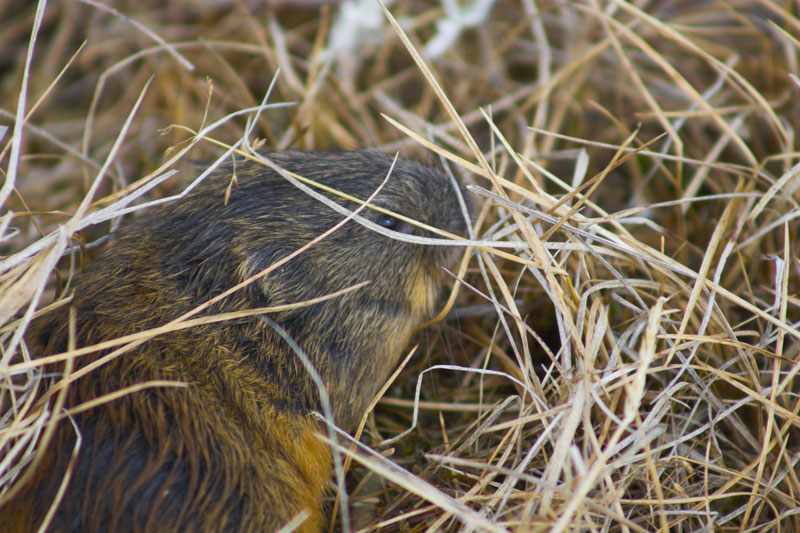 True Wild Life: Lemming