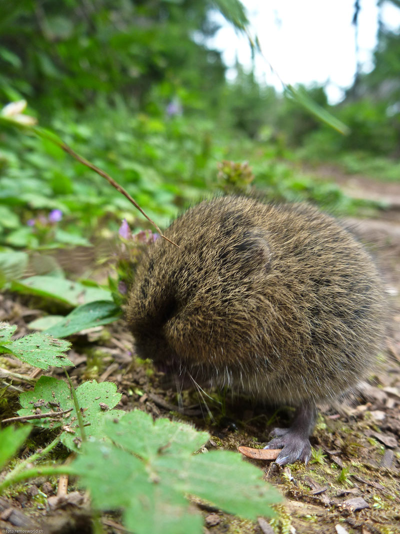 Wood lemming, rodent