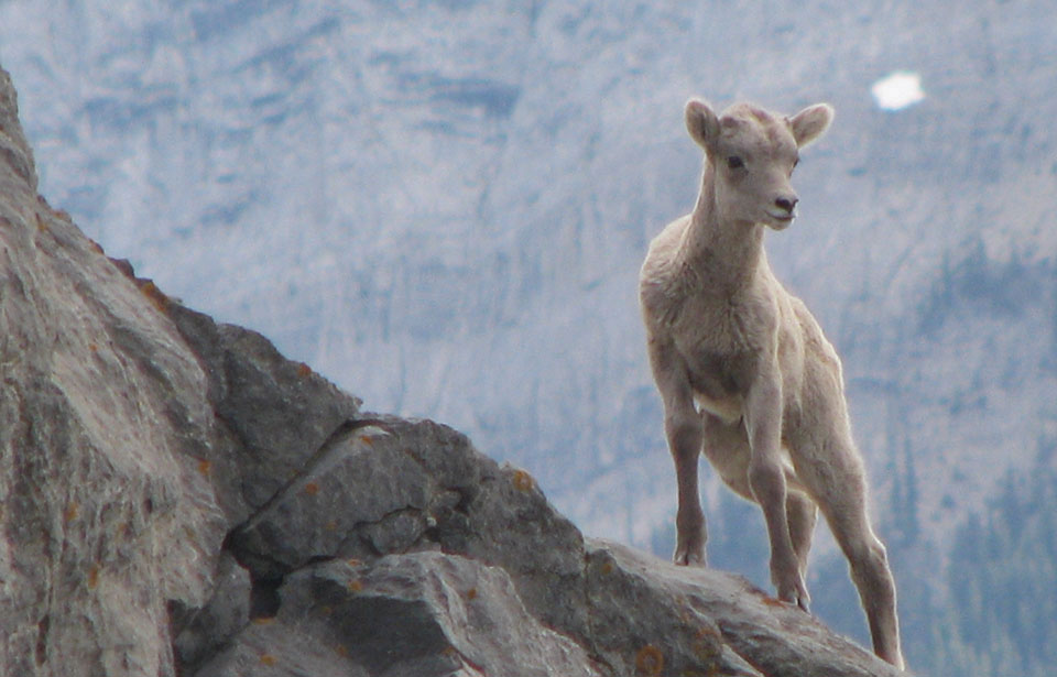 Mountain Sheep