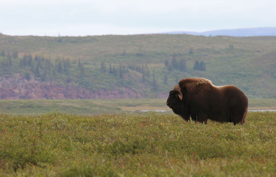 Muskox