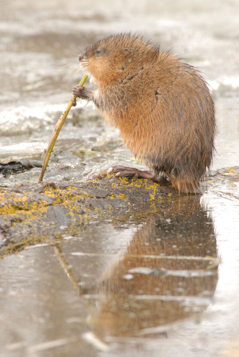 Rat musqué : Conseils traitement rat musqué