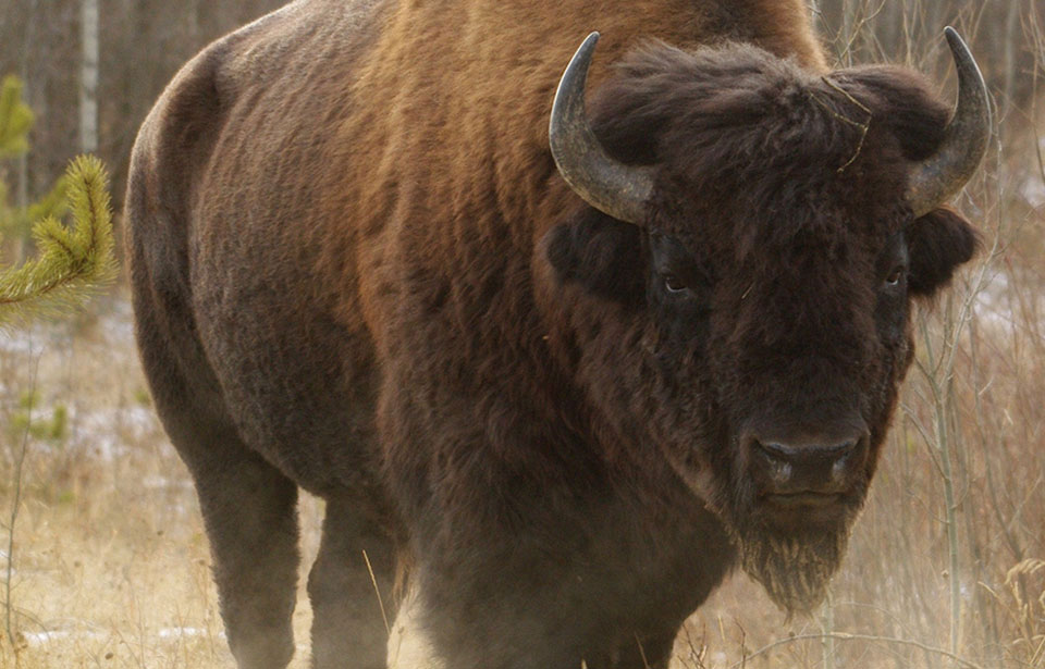 Hinterland Who's Who - North American Bison