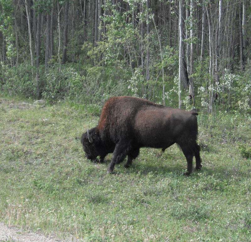 Hinterland Who's Who - North American Bison