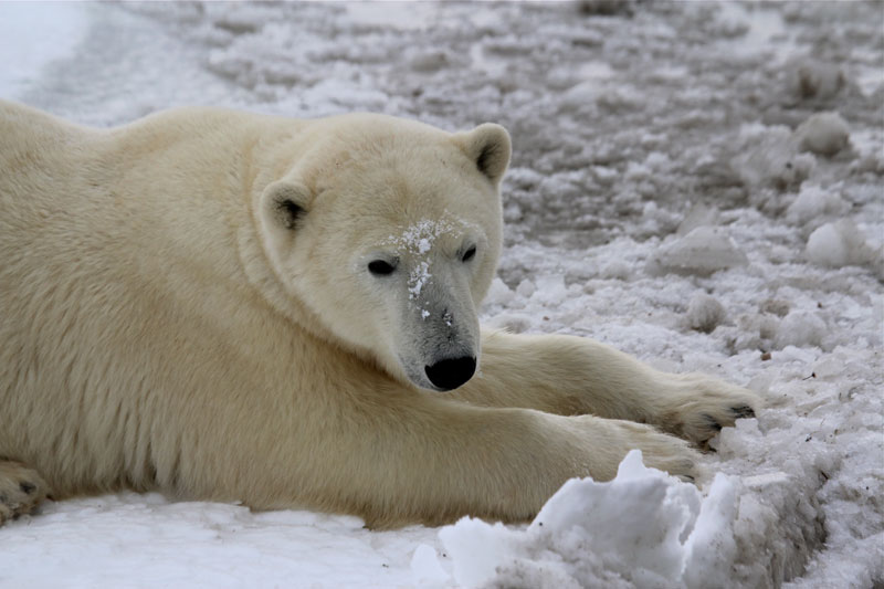 Changement climatique : les ours polaires s'aventurent de plus en plus loin