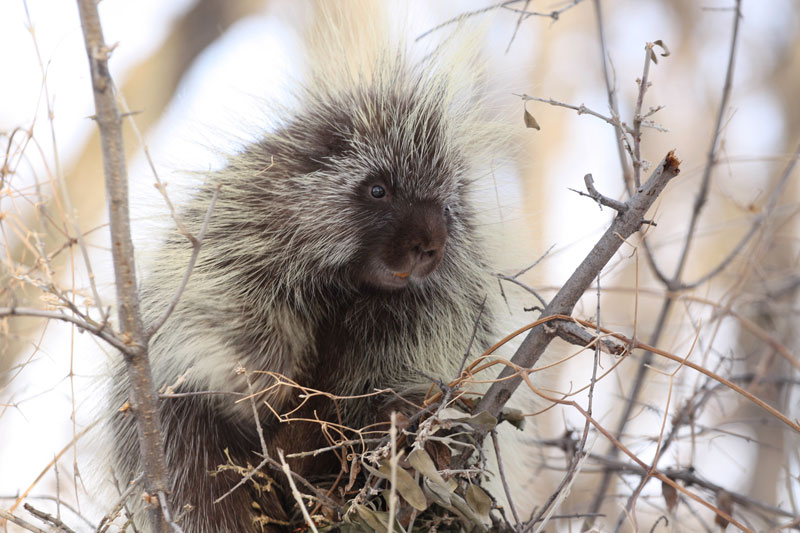 Porcupine is made out of Silicone. It's easy to flip inside out