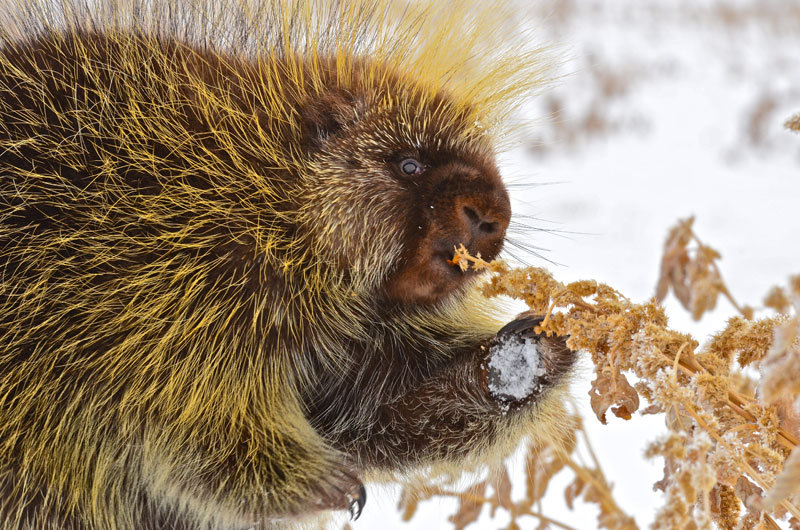 Porcupine is made out of Silicone. It's easy to flip inside out