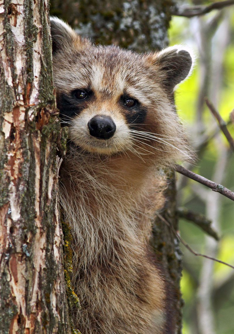 can raccoons be pets in india