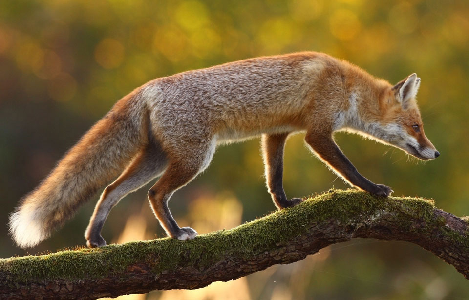 Faune et flore du pays - Le renard roux