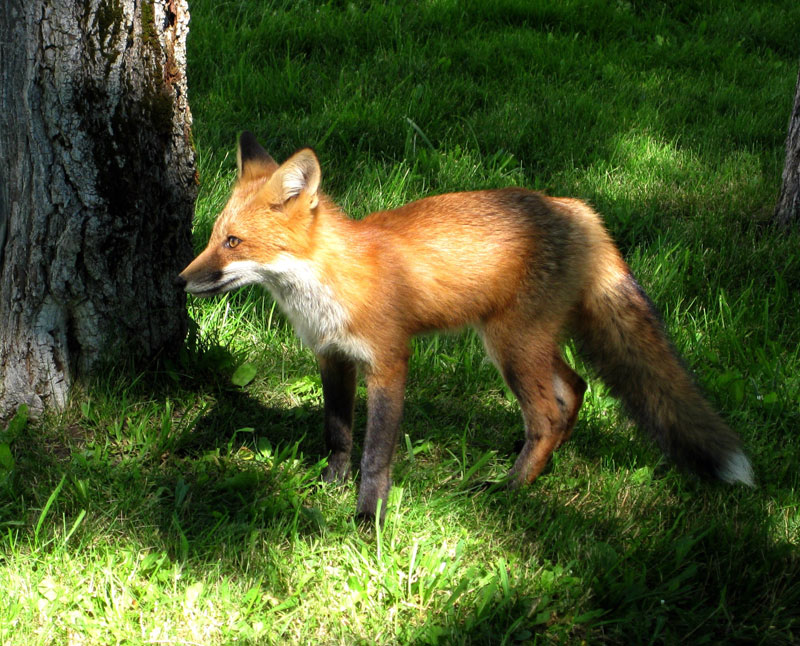 Fox stockings red Fox Holiday