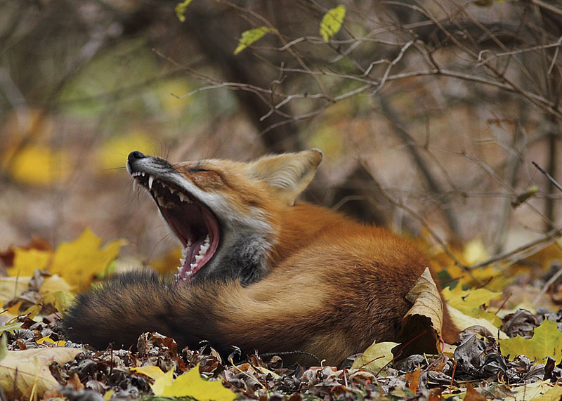 The Timid and Curious Red Fox - Nature Canada